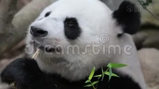 熊猫熊一边吃着咀嚼的竹子一边特写视频.. 熊猫熊头脸特写视频