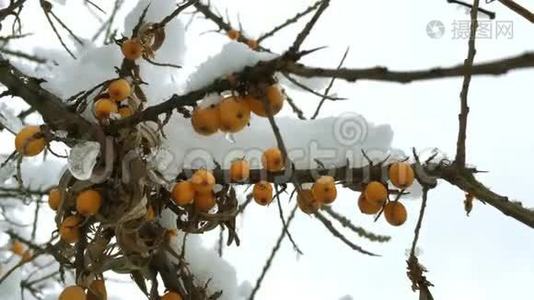 橘红色的沙棘浆果，覆盖着雪。视频