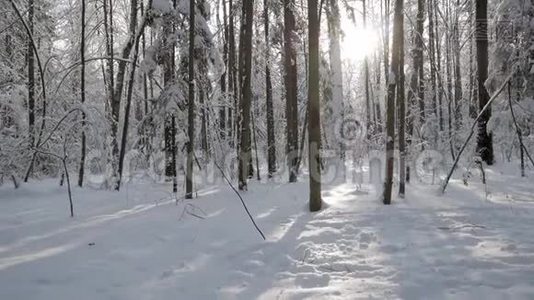 太阳从树上飞来，在冬天的森林里投下阴影，覆盖着雪视频