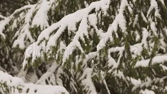 冬天明亮的背景，雪杉树枝视频