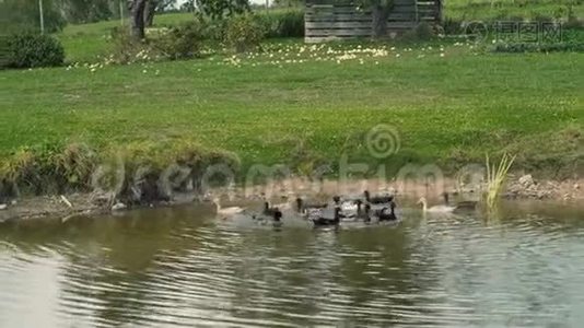 印度在池塘里跑鸭子视频