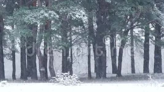 冬天降雪时的松林。 雪落在松树树干的背景上。视频