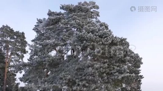 美丽的松树在冬天的公园里，覆盖着白色的霜霜，在蓝天上视频