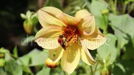 忙碌的木匠蜜蜂从一朵盛开的黄色宇宙花中收集花粉，然后迅速飞出现场。视频