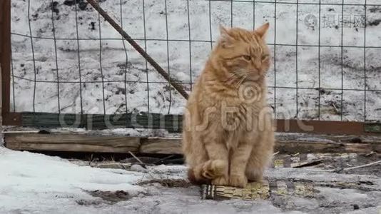 冬天外面的红色流浪猫视频