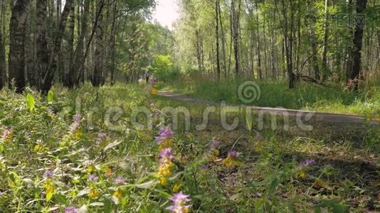 一个中年男子，快速的沿着林中的小路奔跑.. 美好的晴天..视频