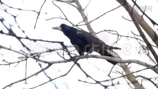树枝上常见的乌鸦视频