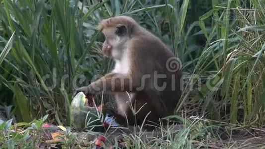 猴子在垃圾堆里吃西瓜视频