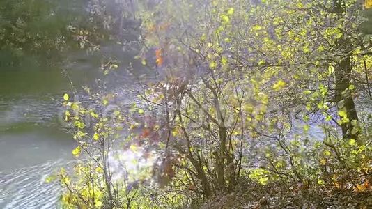 十月金色森林和蓝色湖泊景观视频
