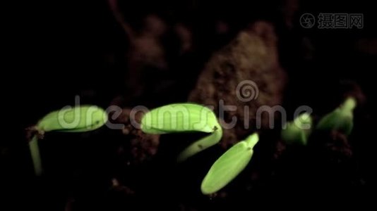 生长植物延时黄瓜发芽.. 春天。 进化概念。 黑色背景视频