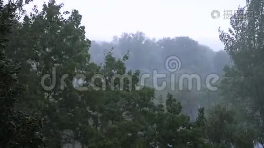 大雨和大风时吹树..视频