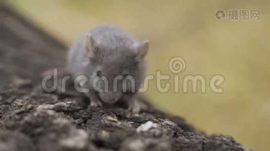 老鼠在秋天森林的树枝上视频