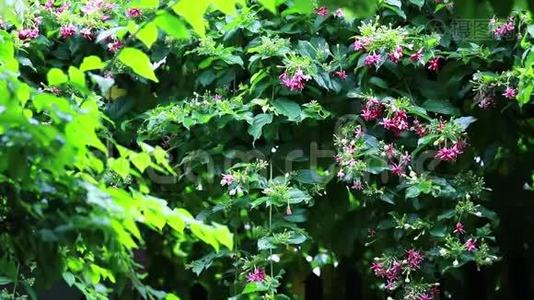 夏雨中的红花.视频