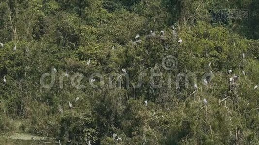 亚洲露天鹳视频