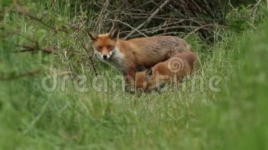一只黑狐、火狐和她可爱的幼崽正在他们的巢穴门口觅食。视频