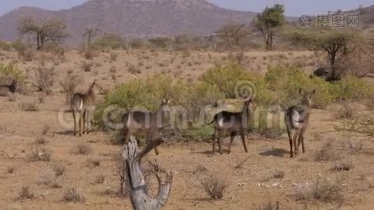 沙漠中的灌木丛中的羚羊、水獭和草木的绿叶视频