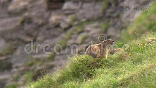 奥地利Grossglockner国家公园的Marmot视频
