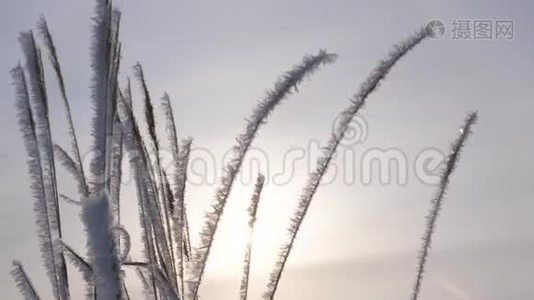 冬天，干草被白色的霜冻覆盖，浮冰在阳光下闪闪发光。 特写视频