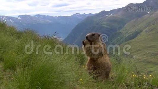 奥地利Grossglockner国家公园的Marmot视频