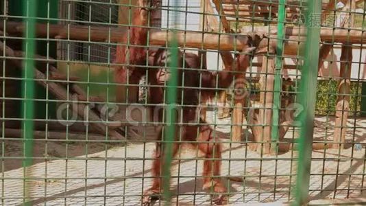 笼子里一只悲伤的猩猩看着镜头，动物园里的一只猩猩视频