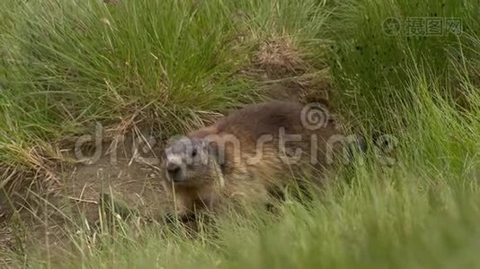 奥地利Grossglockner国家公园的Marmot视频