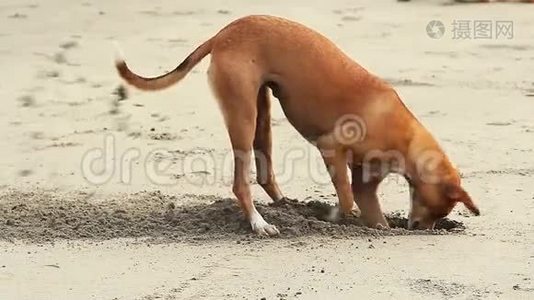 狗在海滩上挖沙子视频