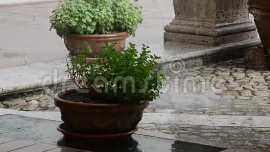 雨水滴在花盆里视频