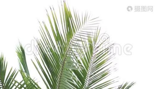 一片明亮的棕榈树叶子在风中摇曳视频