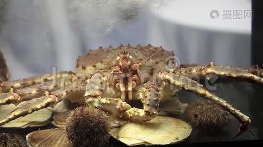 水族馆里的大王蟹视频