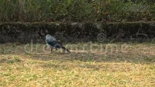 公园里的乌鸦。 Corvus Cornix寻找食物视频