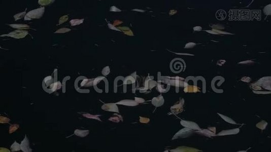 秋天的一天，落叶漂浮在池塘或湖泊的暗水面上。视频