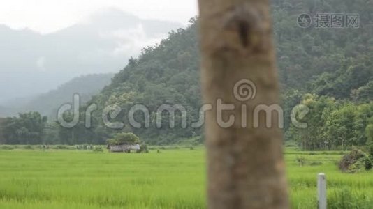 绿油油的稻田，背景是山脉，位于泰国北部梅洪山的一个农村村庄，东南部视频