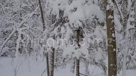 冬天的森林里，太阳透过覆盖着雪的树木窥视视频