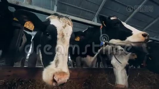 黑白母牛站在牛棚里吃干草。视频