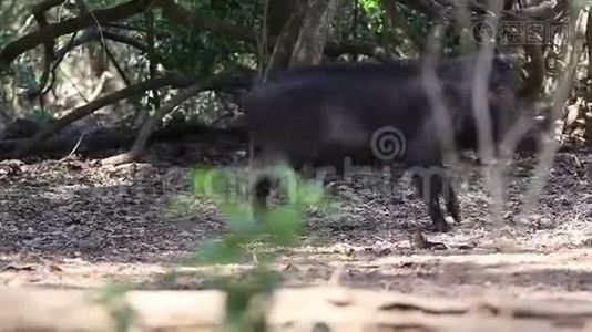 野猪动物哺乳动物森林HD视频