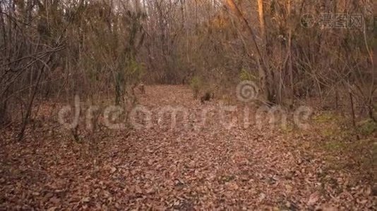 在秋天的森林里，美丽的猎狗在枯叶上向主人奔跑。 慢动作视频