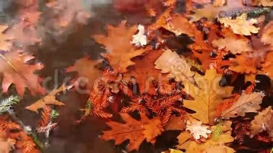 叶子在水上视频