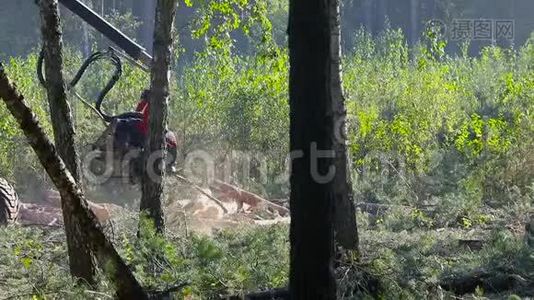 木工爪，伐木，毁林.视频