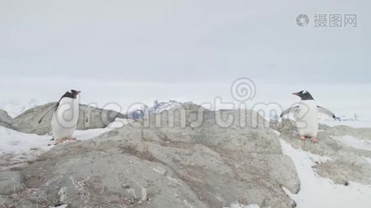 登图企鹅夫妇站着雪岩特写镜头视频