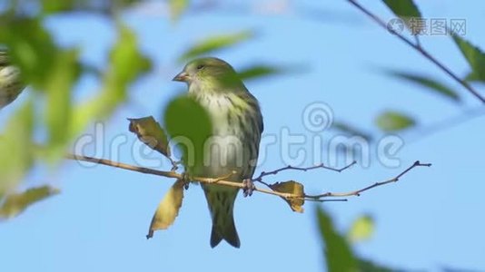 鸟-欧亚的Siskin Spinus尖刺坐在树枝上。视频