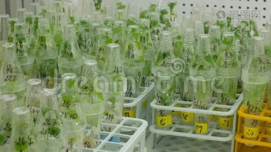 科学家药用辣椒和红椒，瓶管试验生长室视频