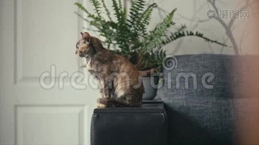 三色猫望着镜框外视频