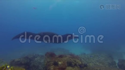 罕见的黑曼塔雷特写。 黑色曼塔雷喂食和游泳在阳光下的蓝色海水视频