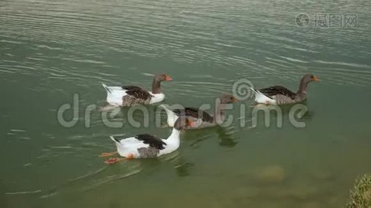 土耳其夏季的一群鹅在湖上游泳视频