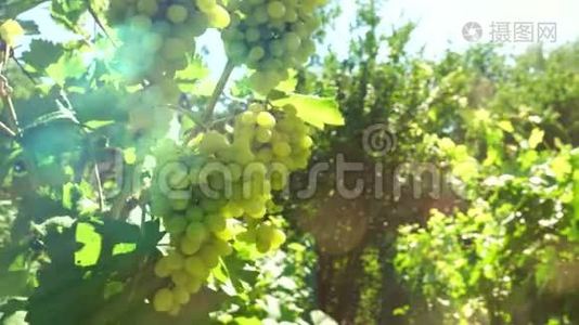 葡萄。 太阳的葡萄园。 农业视频