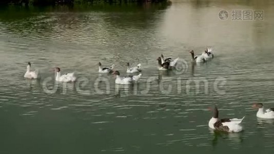 土耳其夏季的一群鹅在湖上游泳视频