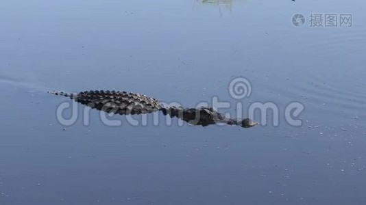 大型鳄鱼在佛罗里达湖游泳视频