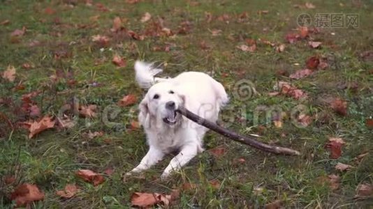 金毛猎犬在秋天公园慢动作地嚼着棍子视频