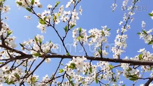 树杏花迎着蓝天，春日..视频