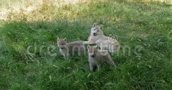 北极狼，犬狼疮苔原，母幼，实时视频